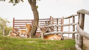 cervi selvatici habitat naturale parco selvaggio adatto alle famiglie foto