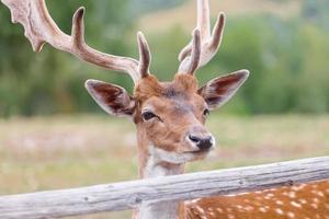 cervi selvatici habitat naturale parco selvaggio adatto alle famiglie foto