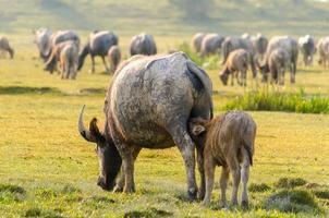 bufalo mandria di bufali di prato chiaro dorato foto