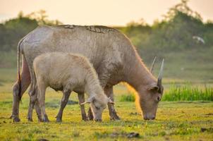 bufalo mandria di bufali di prato chiaro dorato foto