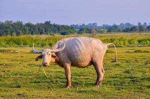 bufalo mandria di bufali di prato chiaro dorato foto