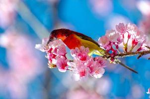 uccello rosso sfondo blu appollaiato sui rami sakura foto