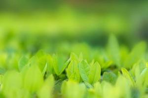 le foglie sfocano l'erba verde fresca poco profonda il paesaggio delle piante verdi naturali utilizzando come sfondo o carta da parati foto