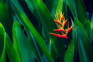 foglie tropicali fiori colorati su fogliame tropicale scuro sfondo della natura fogliame verde scuro natura