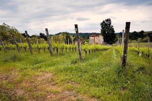 Panorama primaverile dei vigneti della regione vinicola collinare del novarese foto