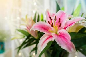 lilly rosa in giardino e tono di colore rosa, fiori di lilly poco profondi naturalif