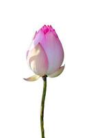 loto rosa reale isolare sfondo bianco foto