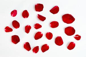 petalo di rosa isolato su uno sfondo bianco cuore rosso design foto