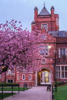 Japanese Cherry Prunus serrulata Queens University Belfast Irlanda del Nord Regno Unito foto