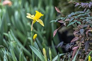 narciso giallo in giardino. primavera. fiori che sbocciano. foto