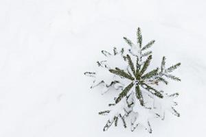 un piccolo albero di Natale innevato appare da sotto la neve nella foresta. vacanze di Natale