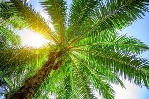 palma olio di palma cespugli a foglia verde con i raggi del sole che splendono. foto
