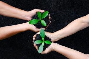 ambiente giornata della terra nelle mani di alberi che crescono piantine. bokeh sfondo verde mano femminile che tiene albero sul campo della natura erba conservazione della foresta concept foto