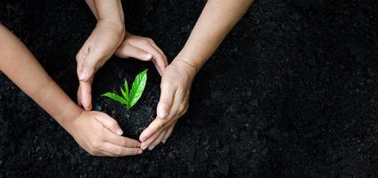 ambiente giornata della terra nelle mani di alberi che crescono piantine. bokeh sfondo verde mano femminile che tiene albero sul campo della natura erba conservazione della foresta concept foto