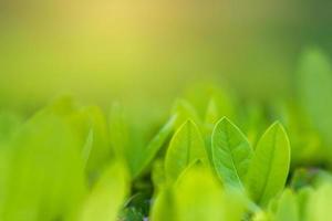 le foglie sfocano l'erba verde fresca poco profonda il paesaggio delle piante verdi naturali utilizzando come sfondo o carta da parati