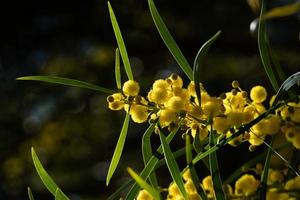 fioritura dell'albero di mimosa, acacia pycnantha, bargiglio dorato da vicino in primavera, fiori gialli brillanti, coojong, bargiglio dorato della corona, bargiglio arancione, bargiglio dalle foglie blu, acacia saligna foto