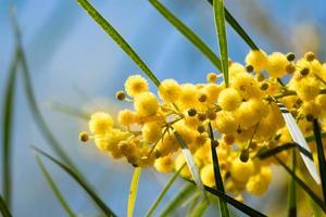 fioritura dell'albero di mimosa, acacia pycnantha, bargiglio dorato da vicino in primavera, fiori gialli brillanti, coojong, bargiglio dorato della corona, bargiglio arancione, bargiglio dalle foglie blu, acacia saligna foto
