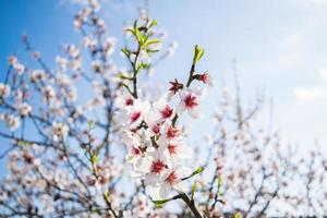 fiori di mandorlo contro un cielo blu, fioritura primaverile di fiori di mandorlo in spagna foto