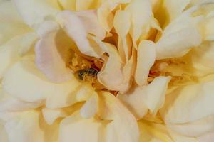 una piccola ape selvatica siede in un grande petalo di rosa giallo arancio