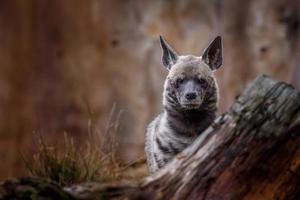 iena striata dietro il moncone foto