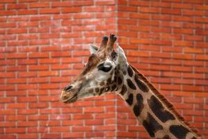 ritratto di giraffa foto