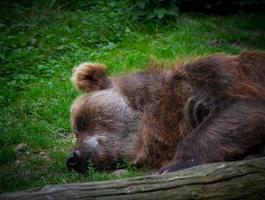 orso addormentato allo zoo foto