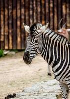 zebra nello zoo foto