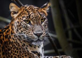 Leopardo dello Sri Lanka foto