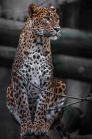 Leopardo dello Sri Lanka foto