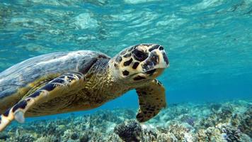 tartarughe marine . grande tartaruga di barriera corallina .bissa.