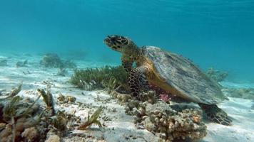 tartarughe marine . grande tartaruga di barriera corallina .bissa.