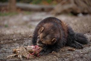 Wolverine sta mangiando foto