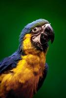 macaw blu e giallo foto