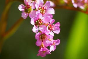 dettaglio del fiore rosa foto