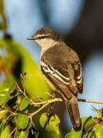 varia trillo nel Australia foto