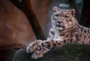 irbis leopardo delle nevi foto