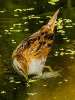 di baillon crake nel Australia foto