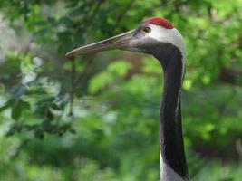 gru coronata rossa foto