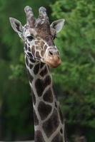 primo piano della giraffa reticolata foto
