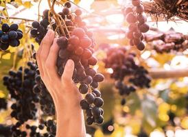primo piano mano che tiene grappoli di uva matura prima del raccolto in giardino.
