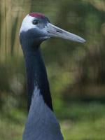 gru coronata rossa foto