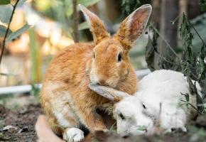 coniglio rosso e bianco seduto nel cortile. coniglietto di Pasqua.