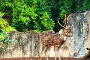 Rusa totol con il scientifico nome asse asse a zoo nel ragunano. foto