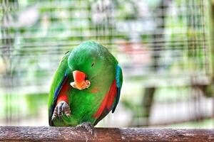 bayan uccelli, quale ha il scientifico nome eclectus roratus o anche conosciuto come il delle molucche eclettico, è un' pappagallo nativo per il Maluku isole. foto