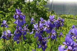 blu decorativo fiori iridi nel il giardino su un' fiore letto foto