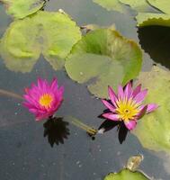 nymphaea nouchali var. cerulea, è un' acqua giglio nel il genere ninfea, un' botanico varietà di nymphaea nouchali. foto