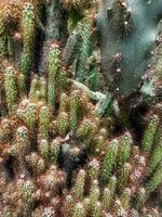 mammillaria allungata, il oro pizzo cactus o ladyfinger cactus, è un' specie di fioritura pianta nel il famiglia cactacee, nativo per centrale Messico. foto