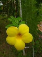 allamanda catartico, comunemente chiamato d'oro tromba, Comune tromba, terompet emas e giallo allamanda, è un' specie di fioritura pianta di il genere allamanda nel il famiglia apocynaceae. foto