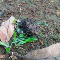 il rana sotto il albero o Casa rana ha il scientifico nome bufo melanostico schneider. foto