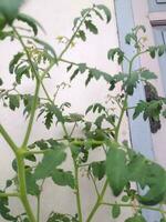 fioritura pomodoro impianti foto